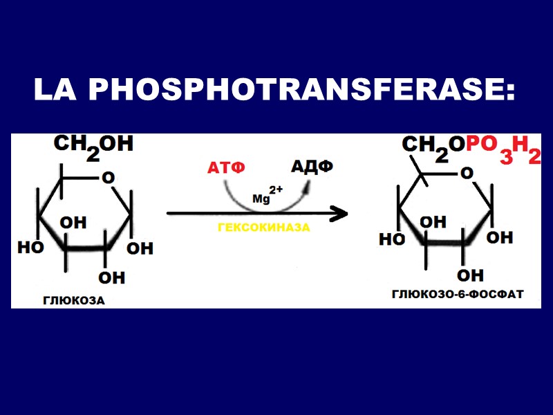 LA PHOSPHOTRANSFERASE: